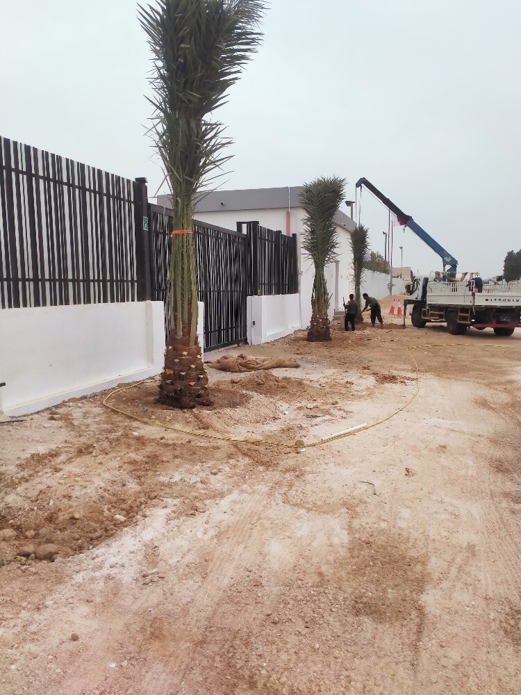 النخل - 2