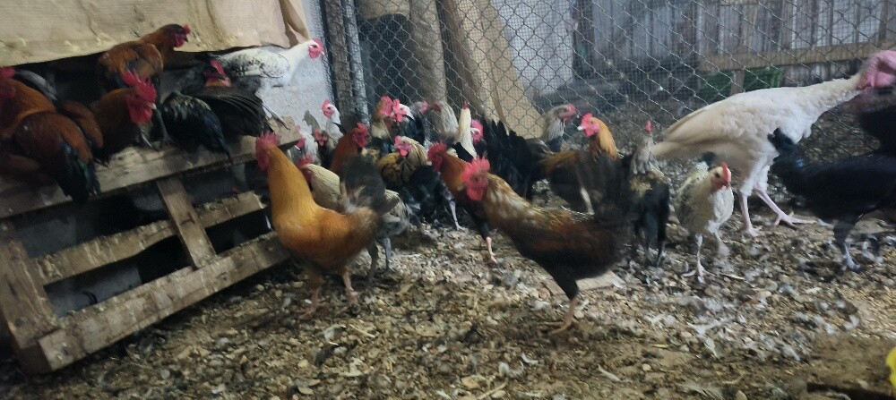 Male chicken - 2
