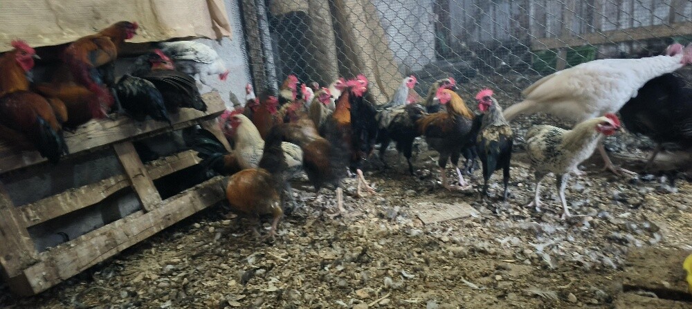 Male chicken - 1