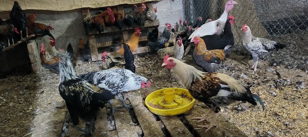 Male chicken - 3
