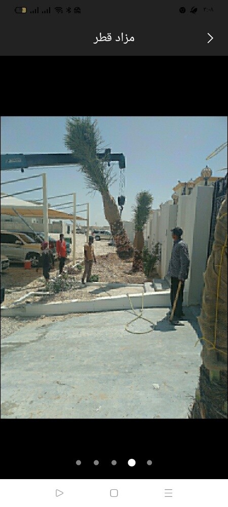 نخل - 1