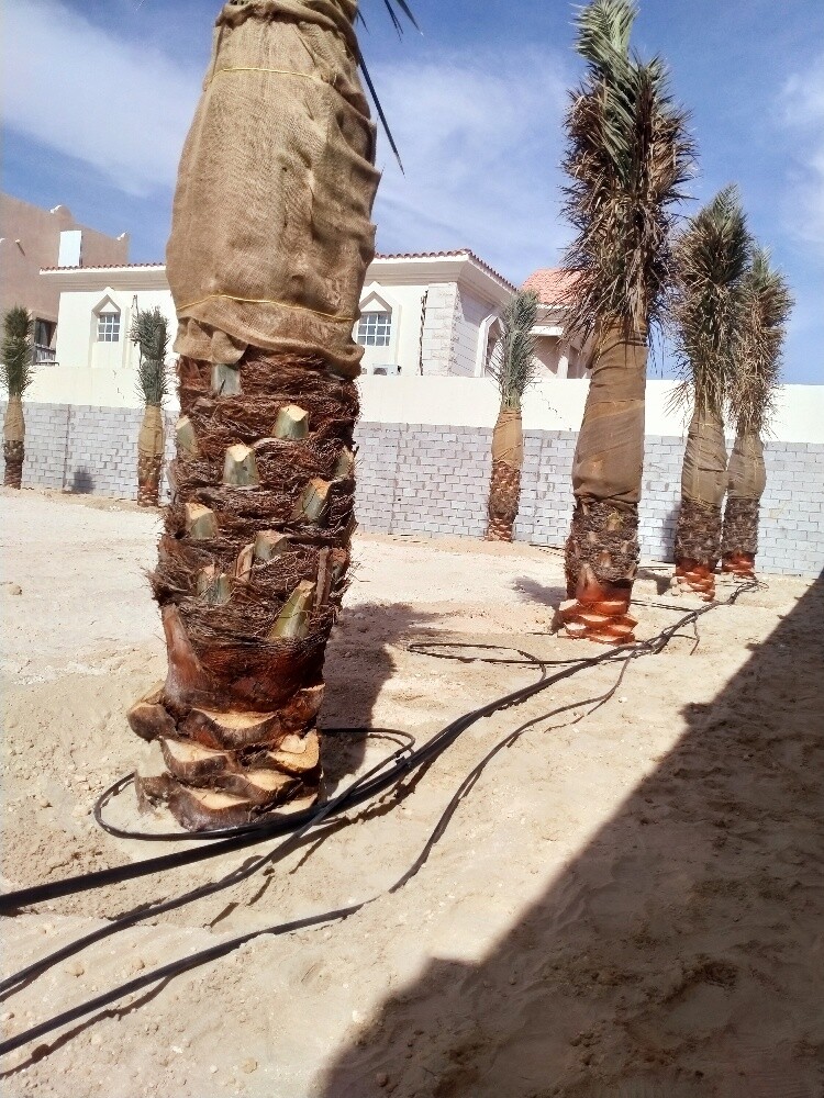 نخل - 5