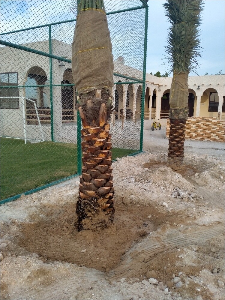 نخل - 9