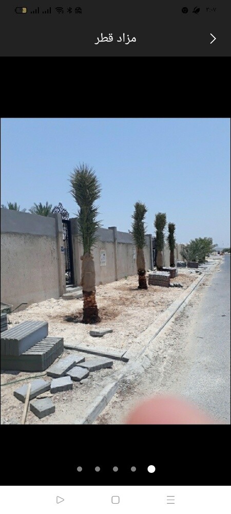 نخل - 2