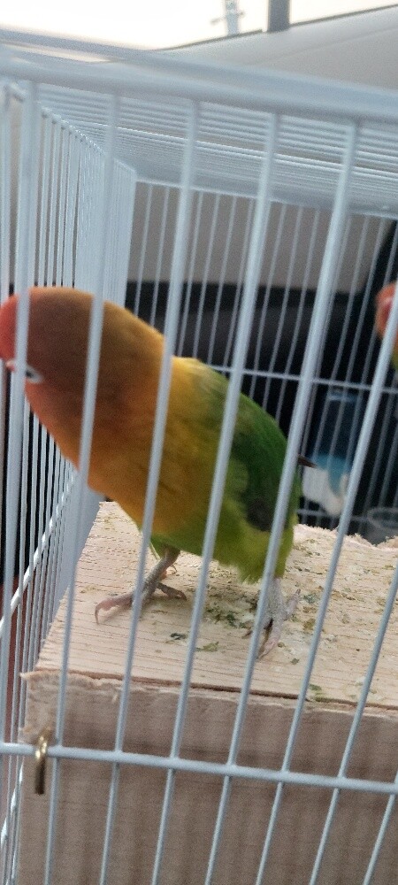 African Love Birds - 4