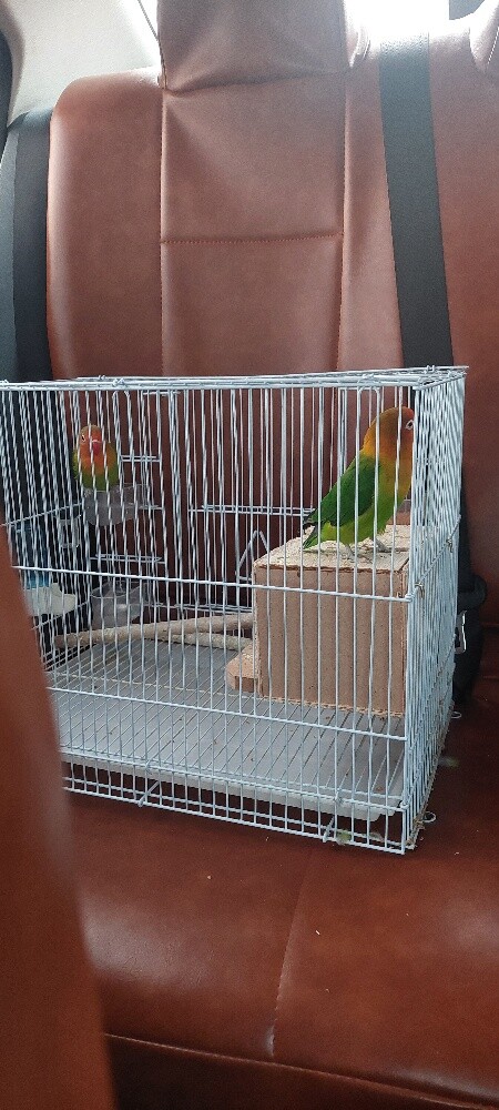 African Love Birds - 1