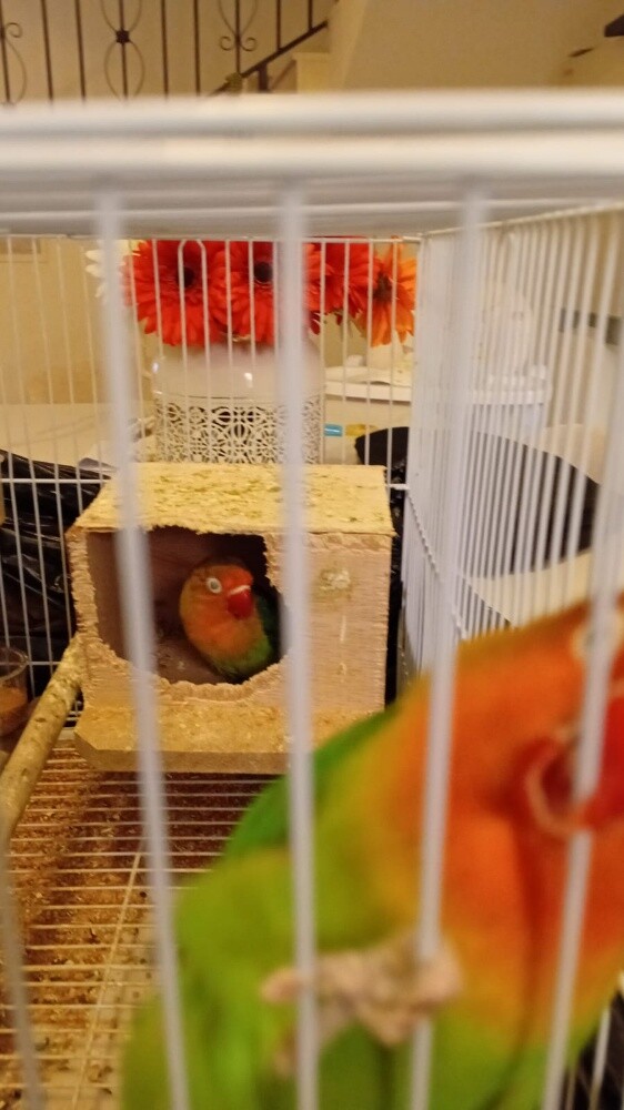 African Love Birds - 6