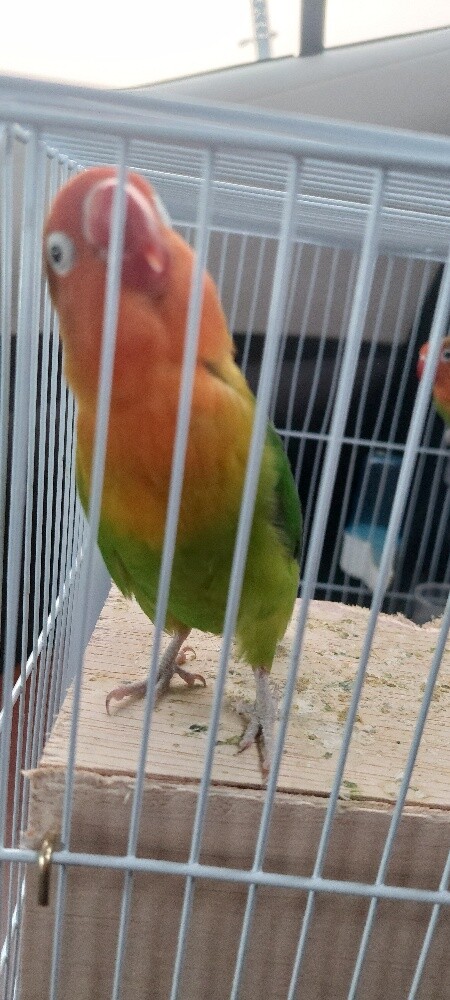 African Love Birds - 3
