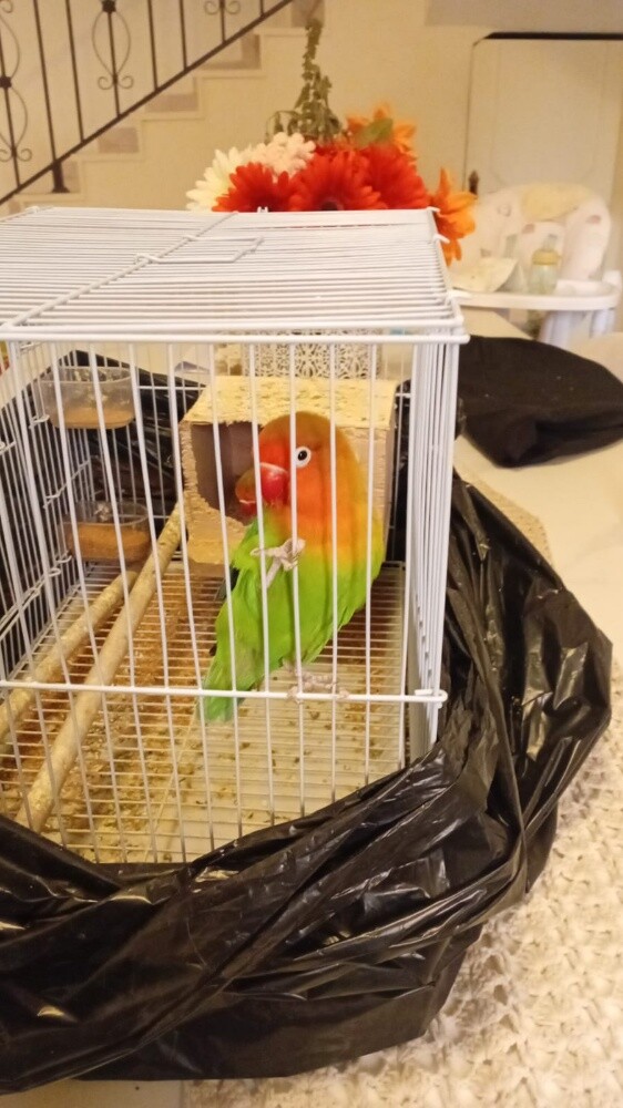 African Love Birds - 5