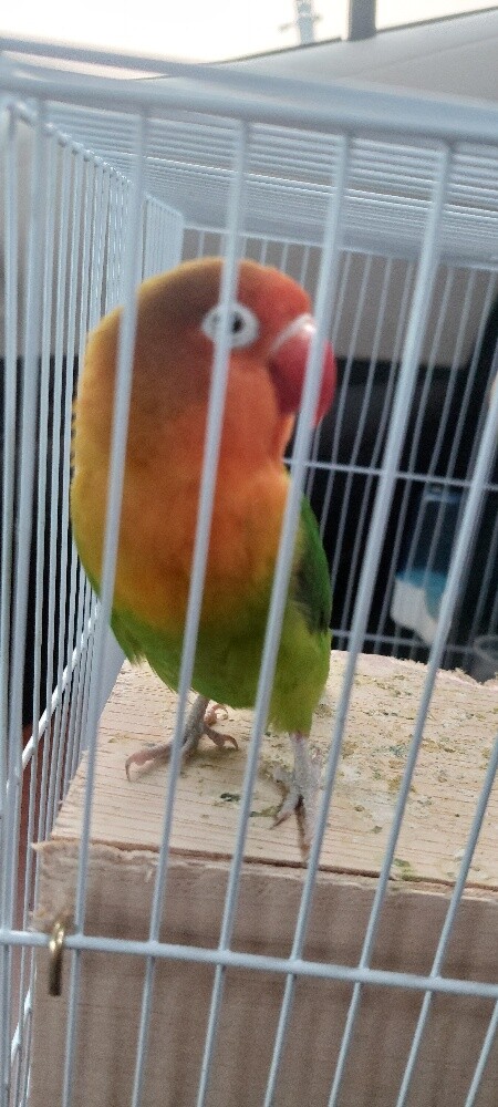 African Love Birds - 2