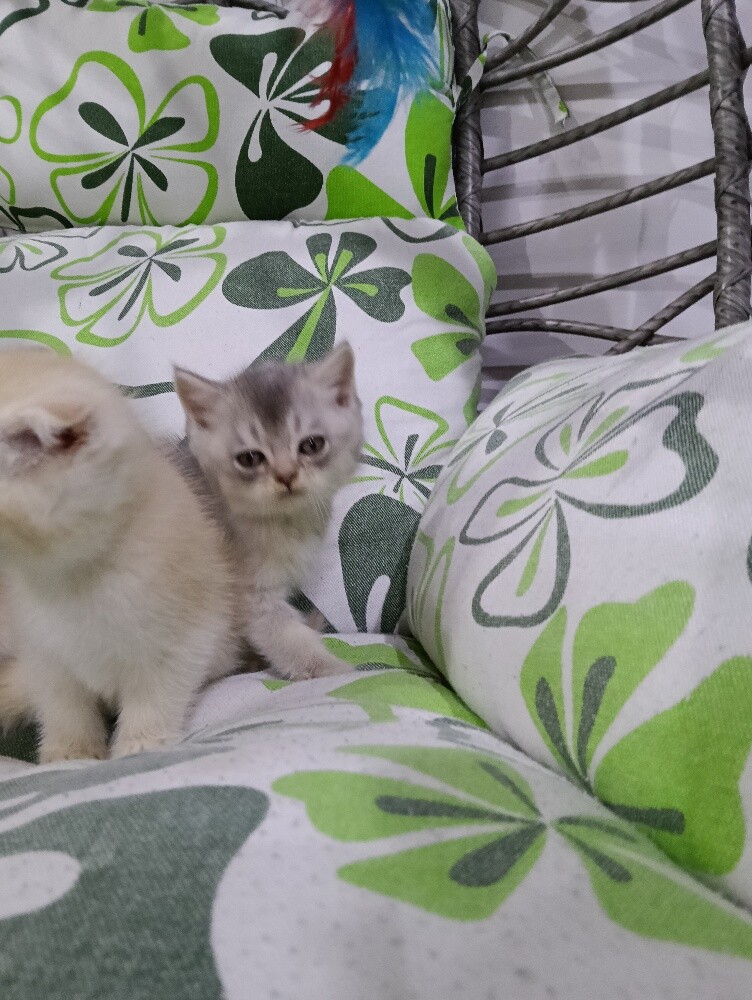 Sanchilla Baby cat - 3