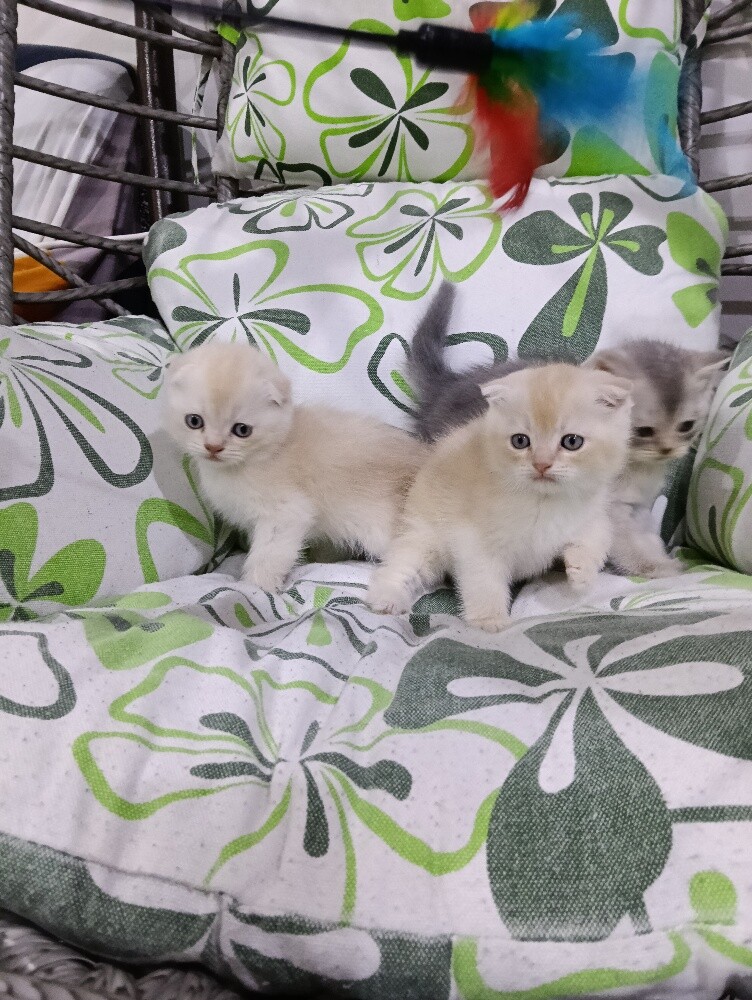 Sanchilla Baby cat - 2