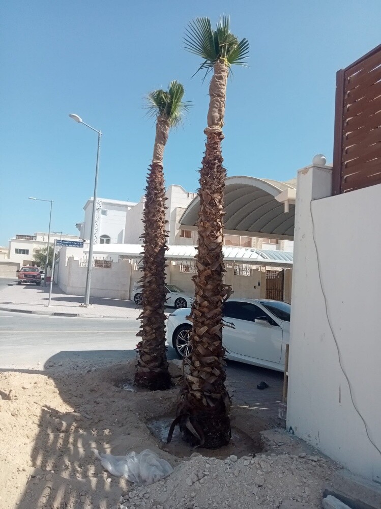 أشجار الزينه - 4