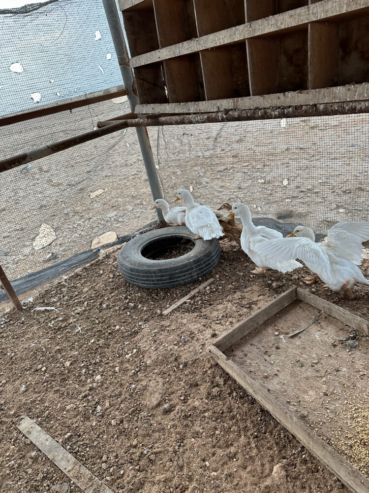 بط و من 70-120﷼ - 1
