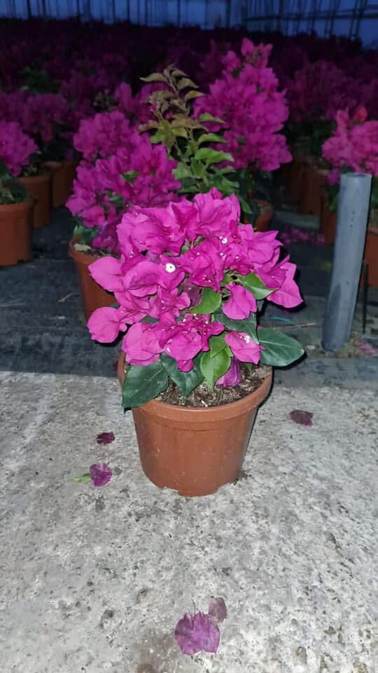 صيانة عامة - 2