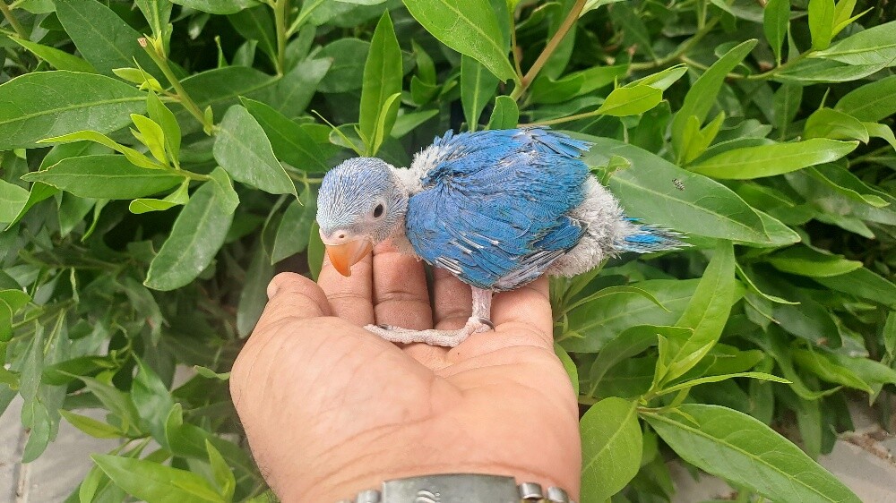 فرخ غر صوره الاب والام موجوده - 2