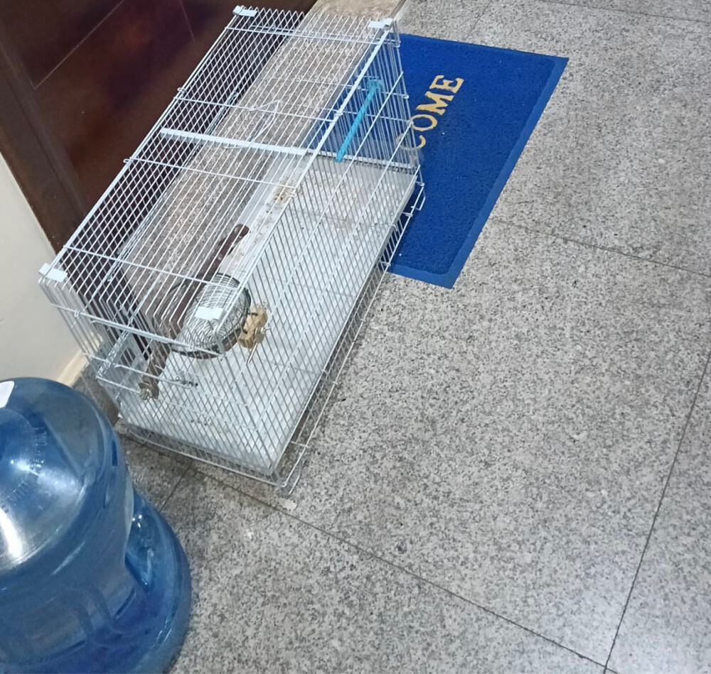 bird cage big size can fit 4 birds - 1