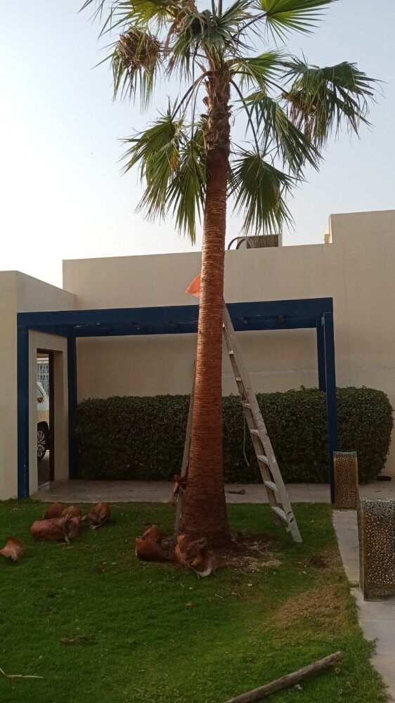 نخل واشنطونيا - 4
