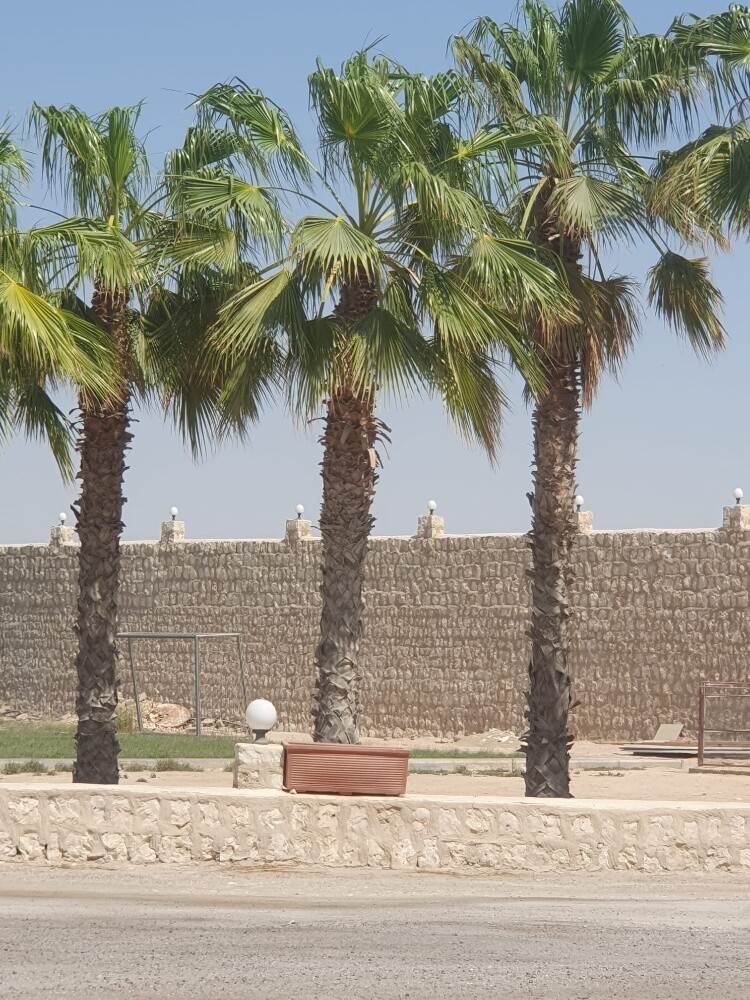 نخل واشنطونيا - 7