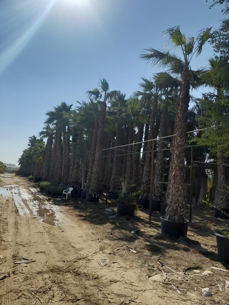 نخل واشنطونيا - 5