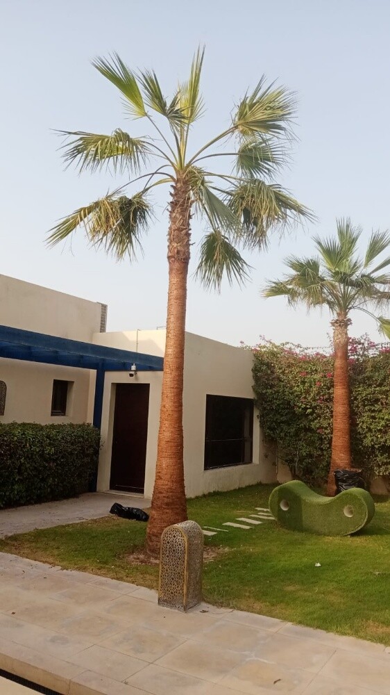 نخل واشنطونيا - 6