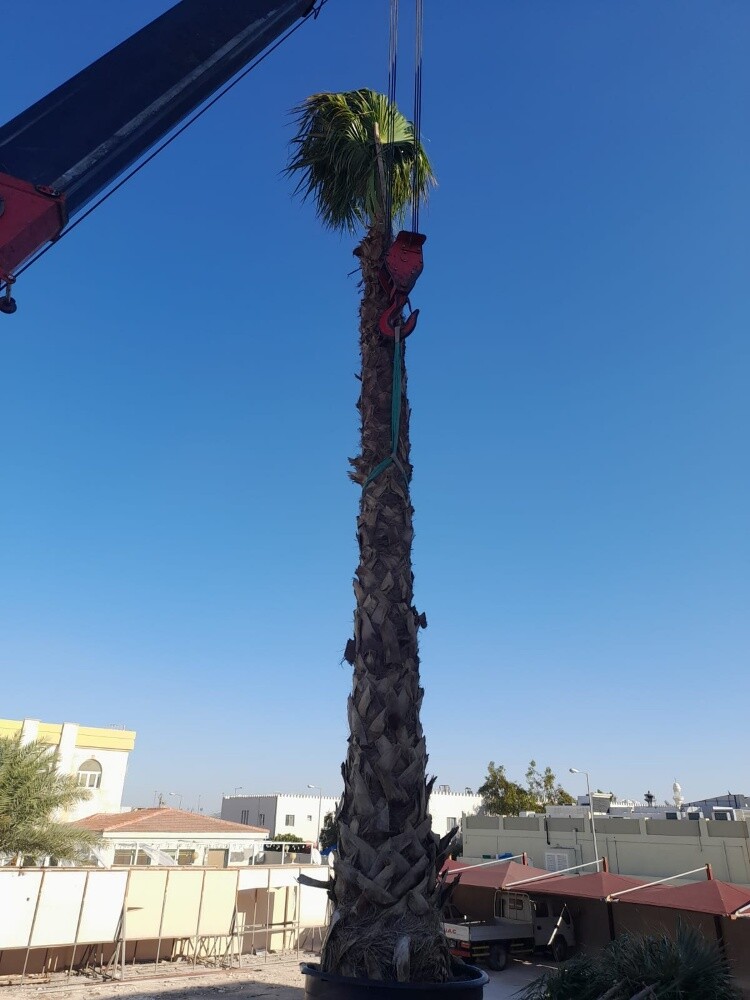 نخل واشنطونيا - 3