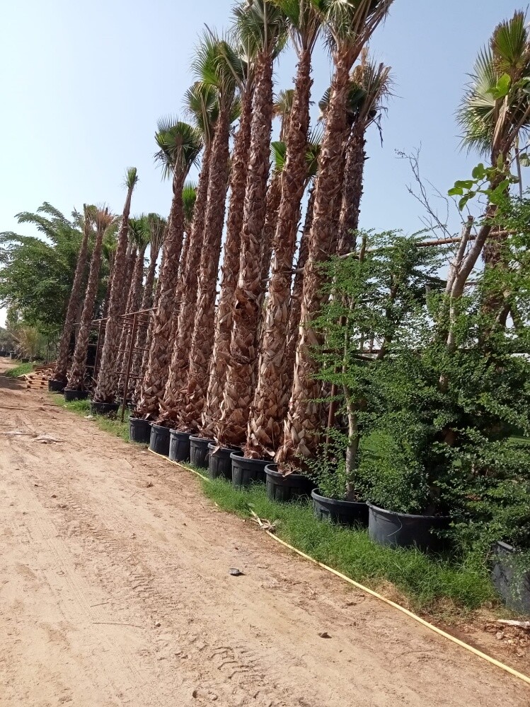 نخل واشنطونيا - 2