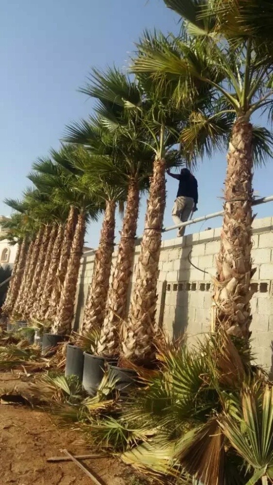 نخل واشنطونيا - 1