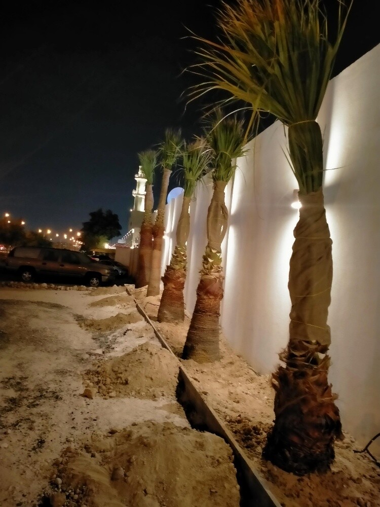 نخل واشنطونيا - 9