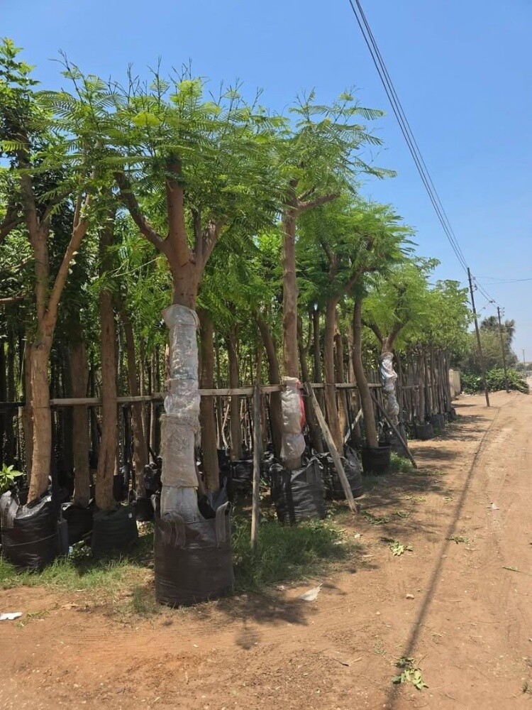 أشجار الزينه - 4
