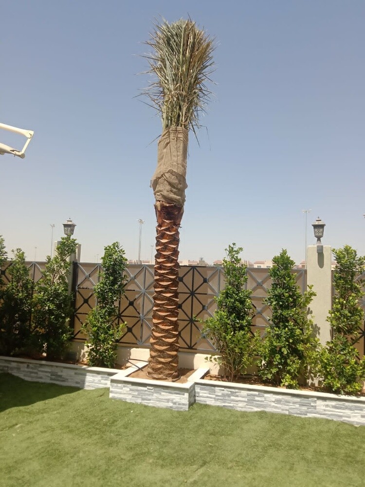 زراعة نخيل - 2