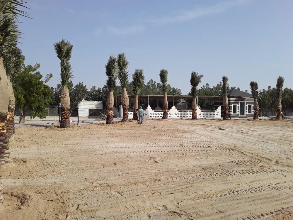زراعة نخيل - 8