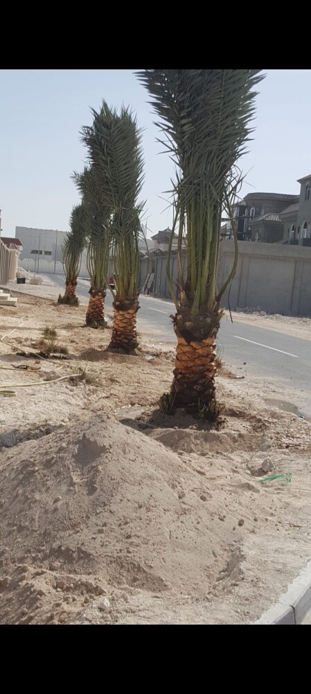 زراعة نخيل - 1