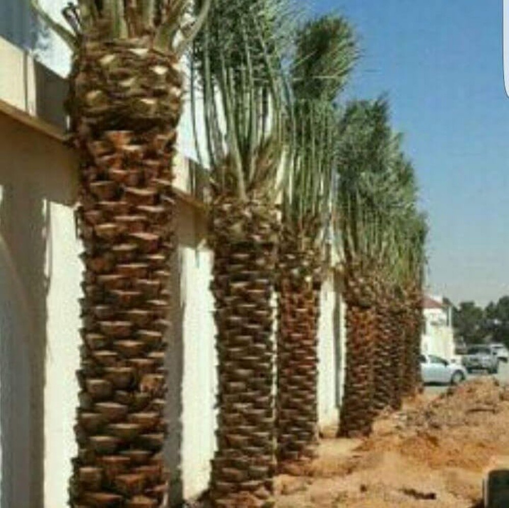 زراعة نخيل - 3