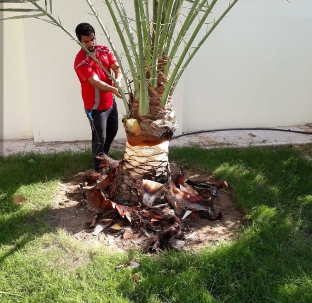 زراعة نخيل - 4