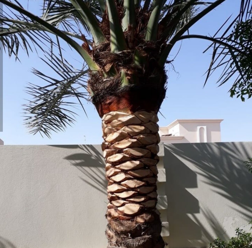 زراعة نخيل - 5