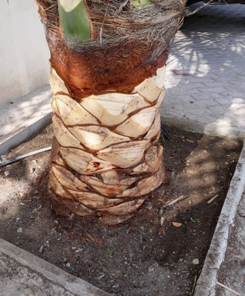 زراعة نخيل - 6