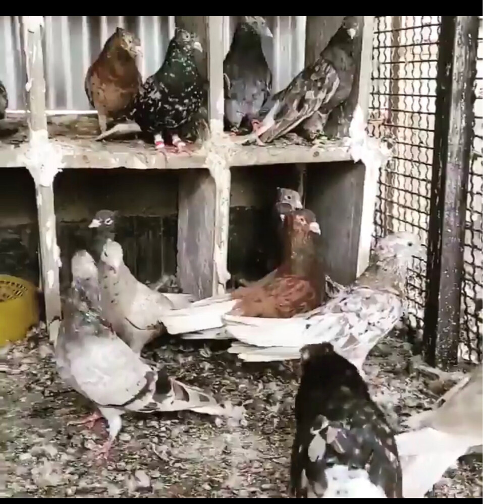 مطلوب حمام بوشهر طيار - 1