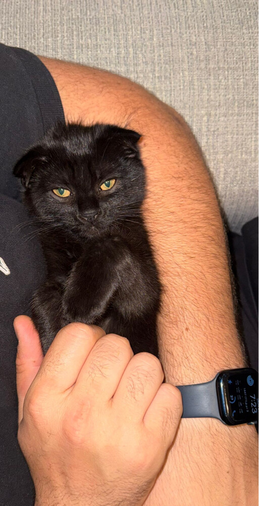 Scottish black cat - 1