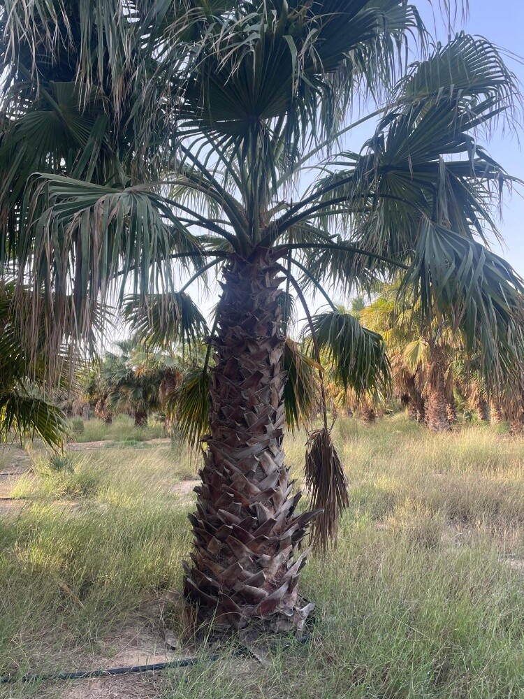 نخيل زينه - 2