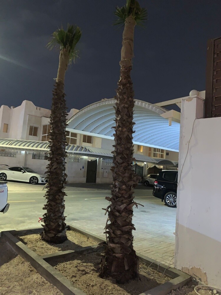 نخيل زينه - 3