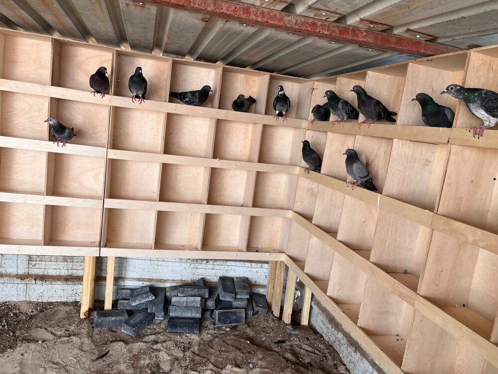 New model hen House For Sale - 6