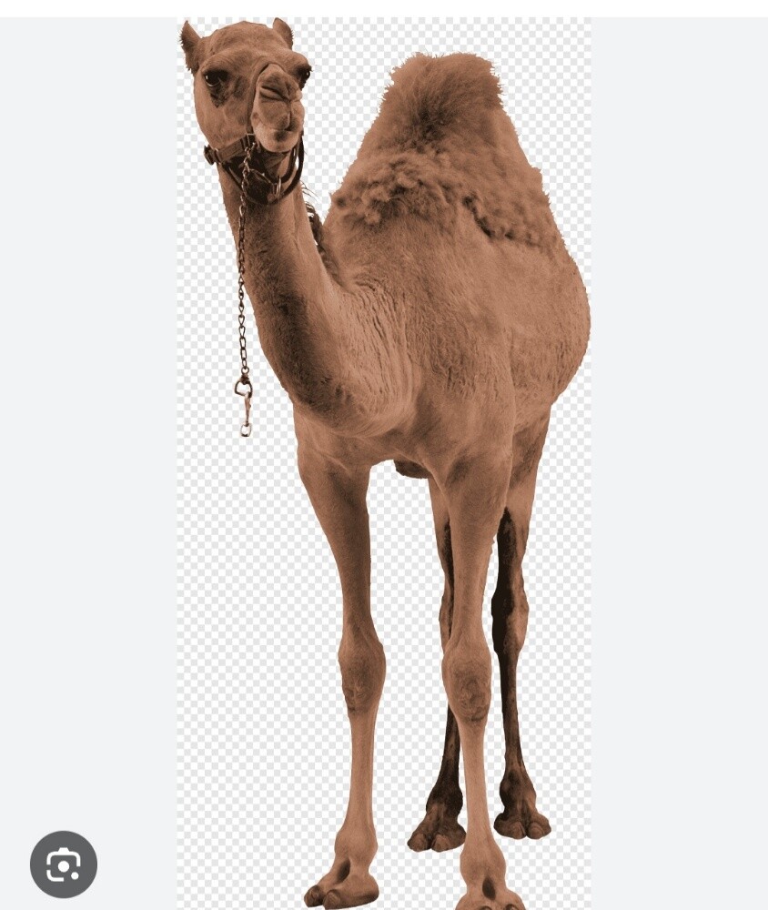 راعي خبرة 10 سنين - 1