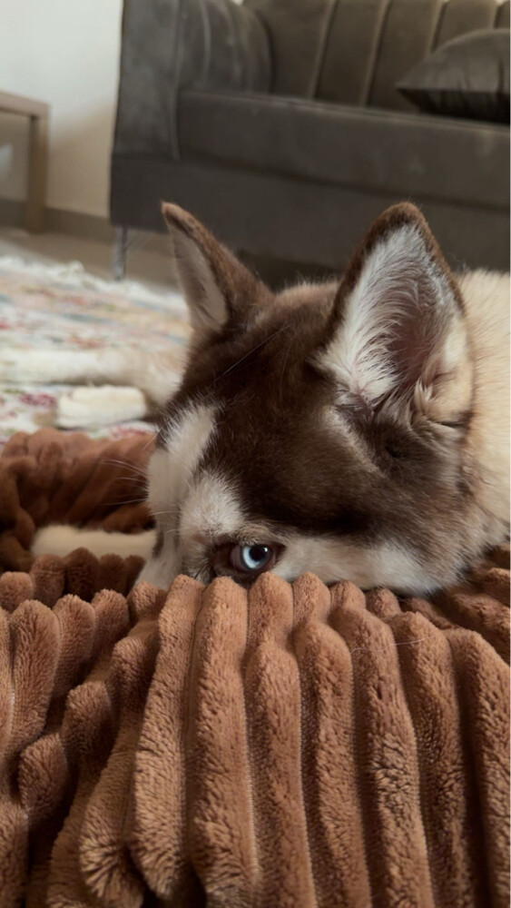 my lost dog   - 2