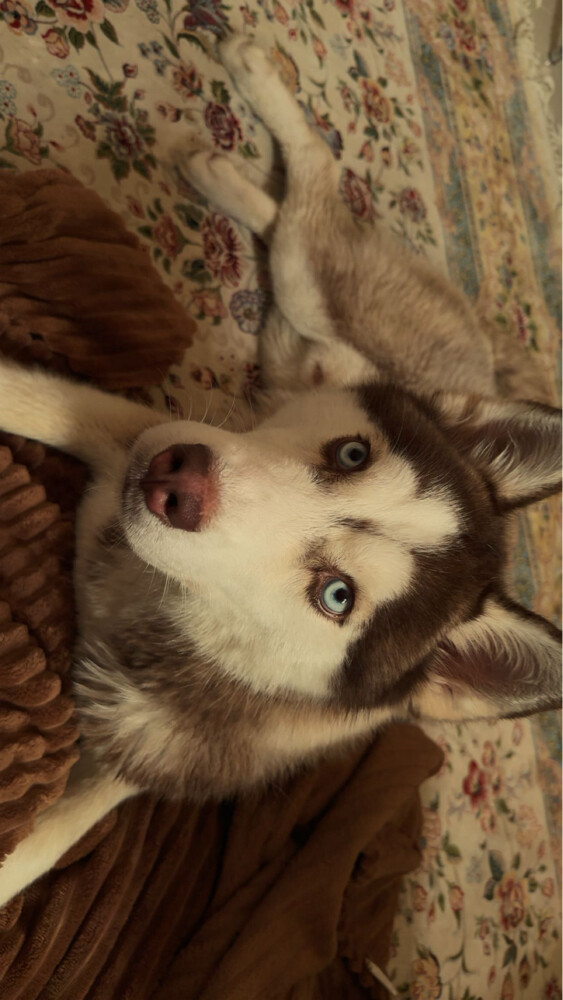  my lost dog   - 1