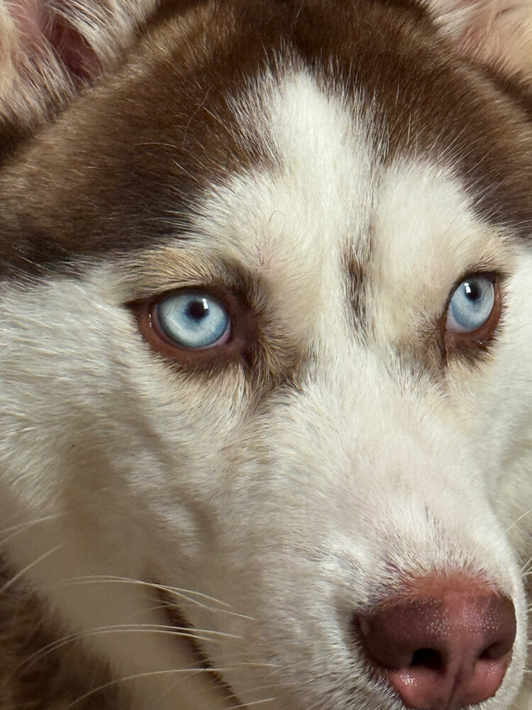  my lost dog   - 3