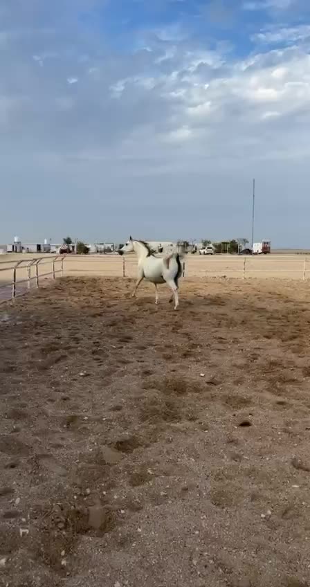 للبيع فرس عربية (جمال) معها مهر  - 1