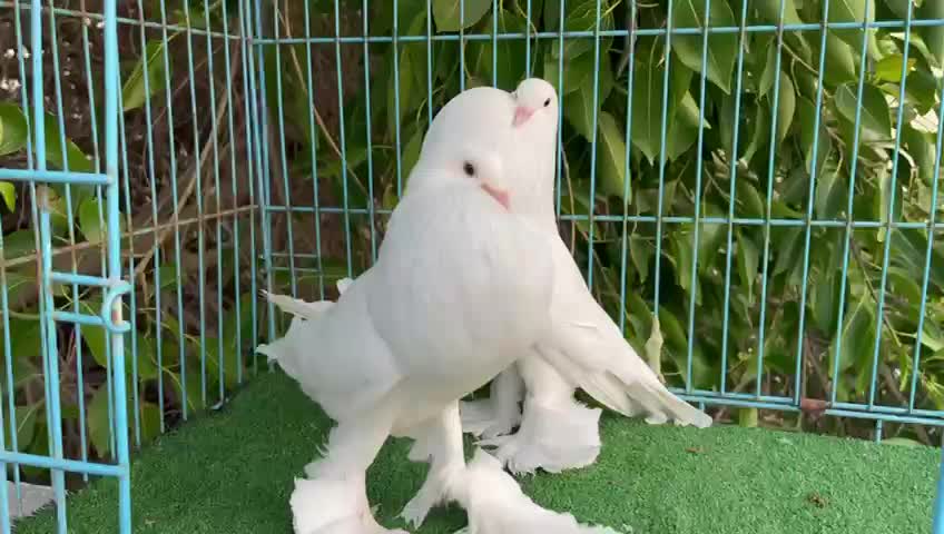 pouter breeding pair - 1