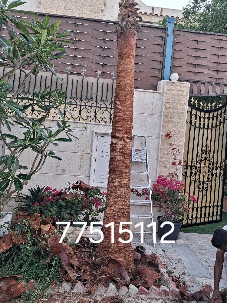 زراعه وتكريب الوشنطنيا - 2