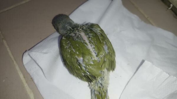 I. R. N . Parrot baby's Olive - 9